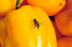 peperonata