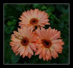 Giardino fiorito 1 Giardino fiorito 1