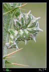 ...Apochima flabellaria... ...Apochima flabellaria...