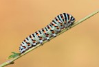 Bruco di macaone (Papilio machaon) Bruco di macaone (Papilio machaon)