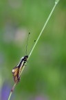 Libelloides coccajus Libelloides coccajus