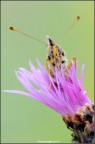 Sguardo di Melitaea Didyma Sguardo di Melitaea Didyma