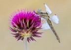 Libellula Libellula