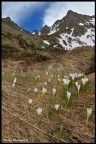 Crocus landscape Crocus landscape