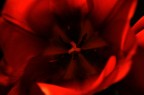 profondo rosso profondo rosso
