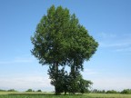 natura natura