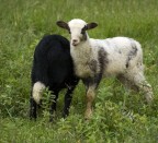 Culo e camicia Culo e camicia