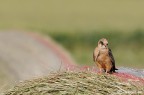 Falco cuculo