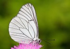 Aporia