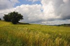 Paesaggio marchigiano