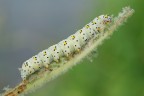 Cucullia Verbasci Cucullia Verbasci