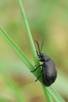 Galeruca Tanaceti Galeruca Tanaceti