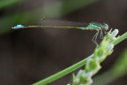 Ischnura Elegans Ischnura Elegans