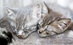 sogni di cuccioli