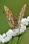 melitea didyma.. melitea didyma..