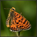 Clossiana selene??? Clossiana selene???