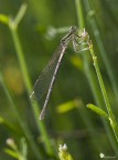 Platycnemis Pinnipes Platycnemis Pinnipes
