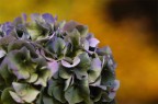 Ortensia autunnale Ortensia autunnale