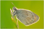 Coenonympha pamphilus al sole Coenonympha pamphilus al sole