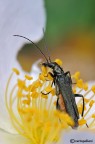 Oedemera nobilis Oedemera nobilis