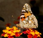 Vanessa cardui Vanessa cardui