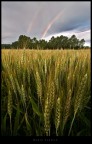 Il campo e l'arcobaleno Il campo e l'arcobaleno