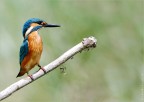 Martinpescatore