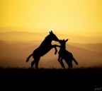 La libert non  uno spazio libero, libert  partecipazione. G.Gaber
Foto scattata sul monte Subasio, Umbria