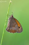 Coenonympha-pamphilus Coenonympha-pamphilus