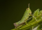 Grillo Grillo
