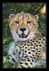 cheetah cheetah