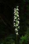 Platanthera 2010 Platanthera 2010