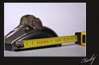 Mouse Mouse