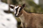 Capra hircus domestica
Nota comunemente anche come "capretta tibetana".