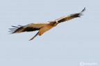 Aquila minore