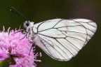Aporia Aporia
