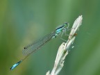 damigella damigella