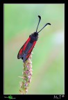 ...Zygaena punctum II... ...Zygaena punctum II...