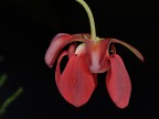 Sarracenia Sarracenia