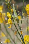 Tettigonia Viridissima maschio.
Tornavo verso casa di mia nonna quando ho visto questo "minuscolo" ortottero (si fa per dire... saranno 8cm!!!) appeso a testa in gi su un rametto di ginestra.

Se ne conoscete il nome mi fate un piacere. Senn mi accontento di un commento. :)

EXIF: F/8,  1/250sec, ISO-160, Cavalletto

HR:[url]http://img43.imageshack.us/img43/9401/img1153m.jpg[/url]