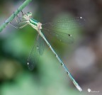 Esemplare molto verde  di [i]Lestes barbarus[/i]
Le foto, ahim, non sono venute troppo bene: buona parte per colpa mia, ma anche lei ha collaborato spostandosi di continuo.

Exif: f/10, 1/8sec, ISO-200, 13 giu 2010 ore 14:23, Cavalletto
HR #1 [url]http://img43.imageshack.us/img43/4750/img1101zf.jpg[/url]

ALTRE FOTO:
HR #2 [url]http://img294.imageshack.us/img294/7857/img1094n.jpg[/url]
HR #3 [url]http://img816.imageshack.us/img816/6207/img1092p.jpg[/url]