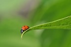 Una semplice coccinella Una semplice coccinella