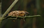 Lixus iridis Lixus iridis