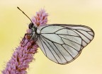 Pieride del biancospino (Aporia crataegi) Pieride del biancospino (Aporia crataegi)