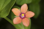 Anagallis Anagallis
