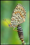 Melitaea Melitaea