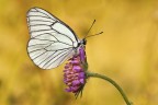 Aporia Aporia