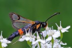 Synanthedon culiciformis