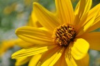 Giallo Giallo