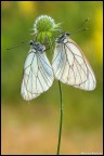 Coppia di Aporia crataegi Coppia di Aporia crataegi